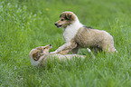 spieldende Collie Welpen