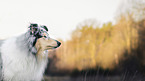 Collie Portrait