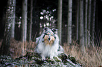 liegender Collie