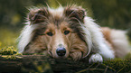 liegender Collie