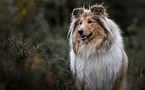 Collie Portrait