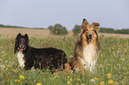 Collie mit Sheltie