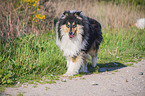 rennender Collie