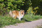 stehender Collie