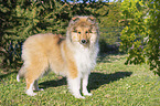 stehender Collie