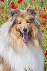 Collie Portrait