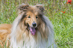 liegender Collie