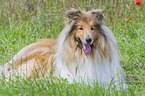 liegender Collie
