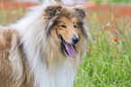 Collie Portrait