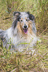 Collie auf einer Wiese