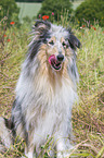 sitzender Collie