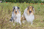 sitzende Collies