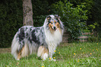 stehender Collie