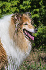 Collie Portrait
