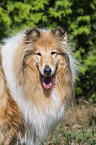 Collie Portrait