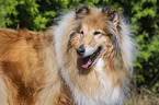 Collie Portrait