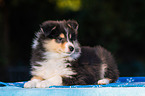 Collie Welpe