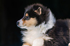 Collie Welpe