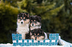 3 Collie Welpen