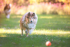 2 Langhaarcollies
