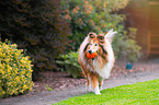 spielender Langhaarcollie