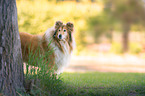 Langhaarcollie