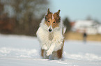 rennender Collie