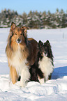 Collie und Sheltie