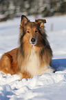 liegender Collie