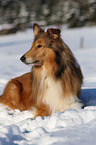 liegender Collie
