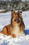 liegender Collie