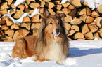 liegender Collie