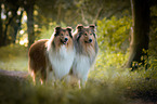 2 Collies