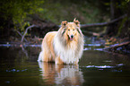 badender Collie