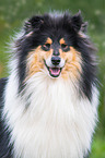 Collie Portrait