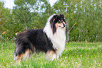 stehender Collie