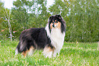 stehender Collie