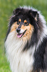 Collie Portrait