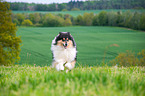 rennender Collie