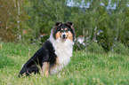 sitzender Collie