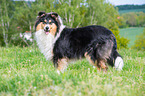 stehender Collie