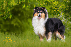 stehender Collie