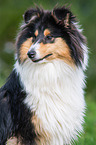 Collie Portrait