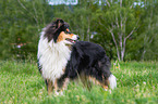 stehender Collie
