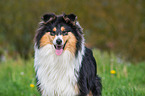 Collie Portrait