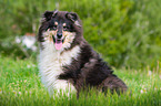 sitzender Collie
