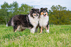 zwei tricolour Collies