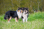 zwei tricolour Collies