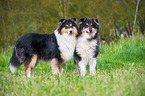 zwei tricolour Collies