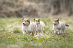 Collie Welpen